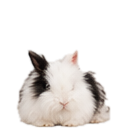 shimeji